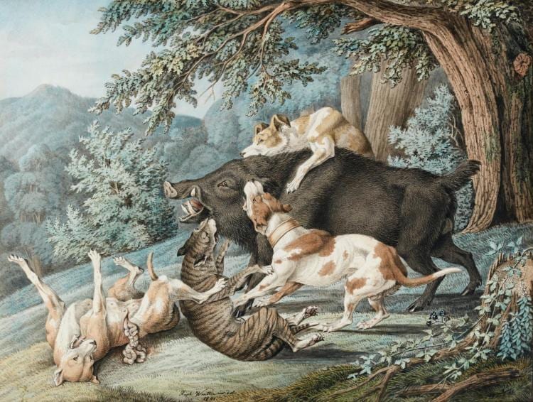 Raphael Winter comparable auction result: raphael wintter dogs attacking a boar