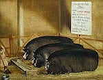 john vine british 1809 1867 three prize pigs 18 x 23in 45 8 x 58 5cm · Bonhams · 2017-11-08 John Vine comparable auction result: john vine british 1809 1867 three prize pigs 18 x 23in 45 8 x 58 5cm