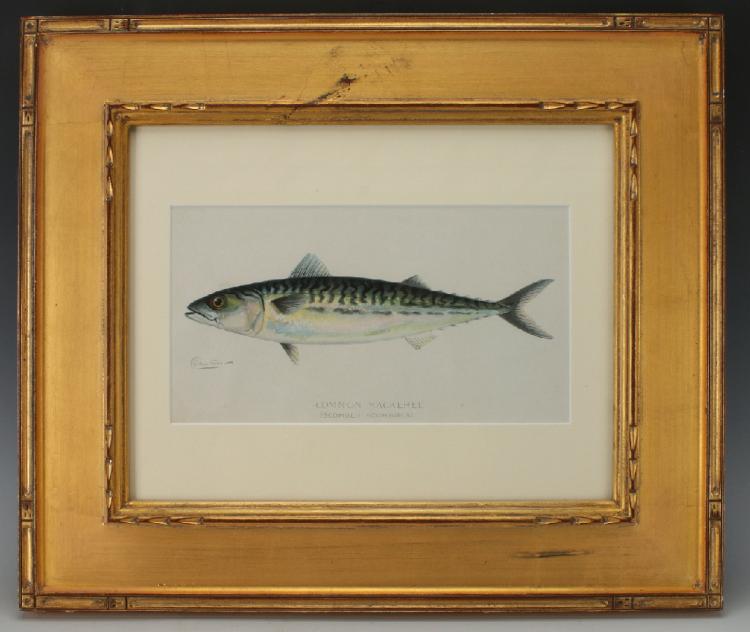 Sherman Denton comparable auction result: common mackerel print by sherman denton