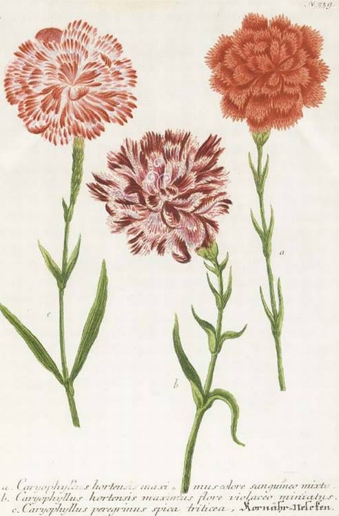 Georg Wolfgang Knorr comparable auction result: georg wolfgang knorr 1705 1761