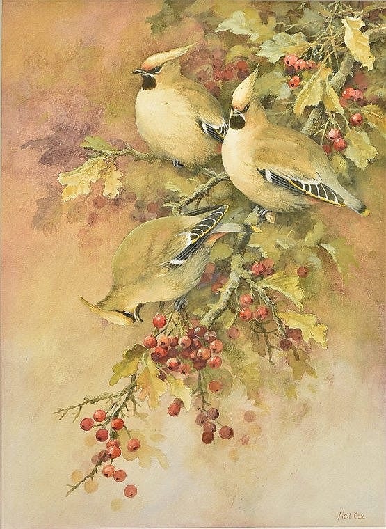 Neil Cox comparable auction result: neil cox born 1955 british ar waxwings watercolour heightened with body