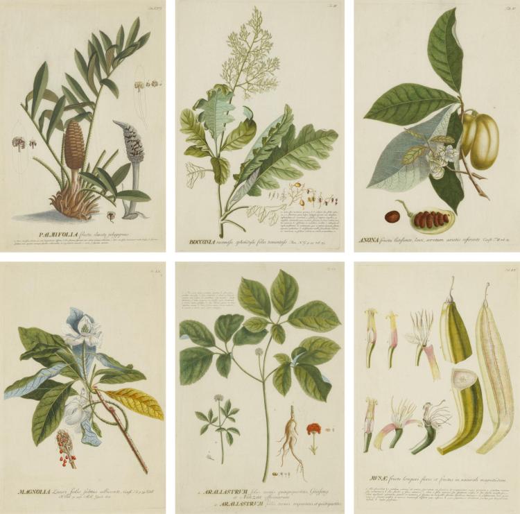 georg dionysius ehret after plantae selectae fourteen prints · Sotheby's · 2018-01-21 Georg Dionysius Ehret comparable auction result: georg dionysius ehret after plantae selectae fourteen prints