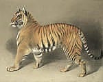 thomas landseer british 1795 1880 study of a tiger · Bonhams · 2018-02-14 Thomas Landseer comparable auction result: thomas landseer british 1795 1880 study of a tiger