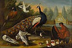 Marmaduke Craddock comparable auction result: marmaduke craddock britain circa 1660 circa 1716 a peacock a pheasant a cockerel