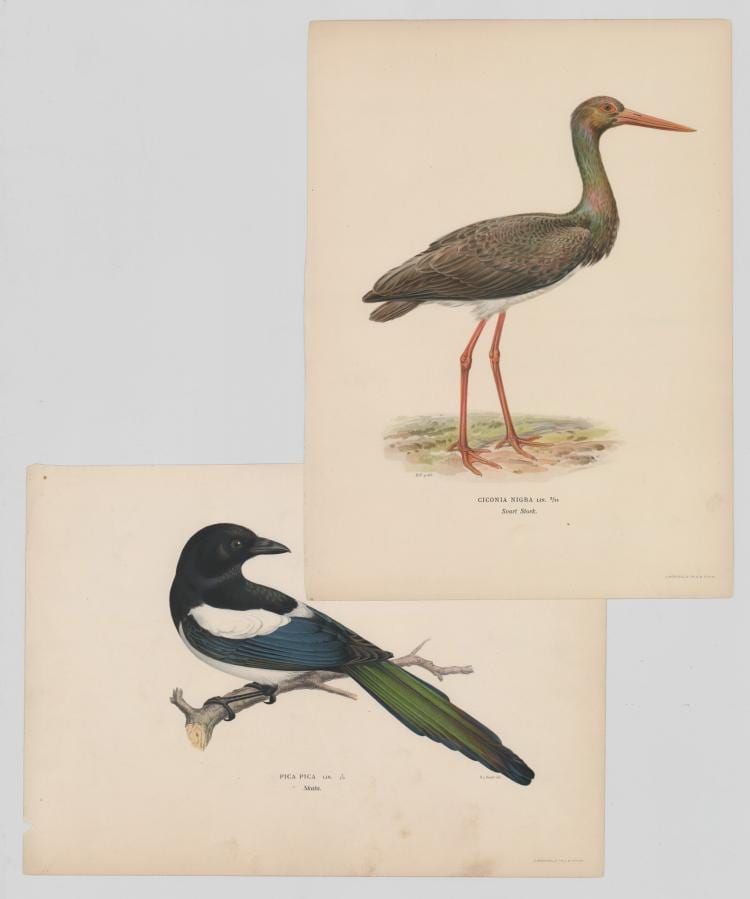 Magnus von Wright comparable auction result: magnus von wright ciconia nigra prints
