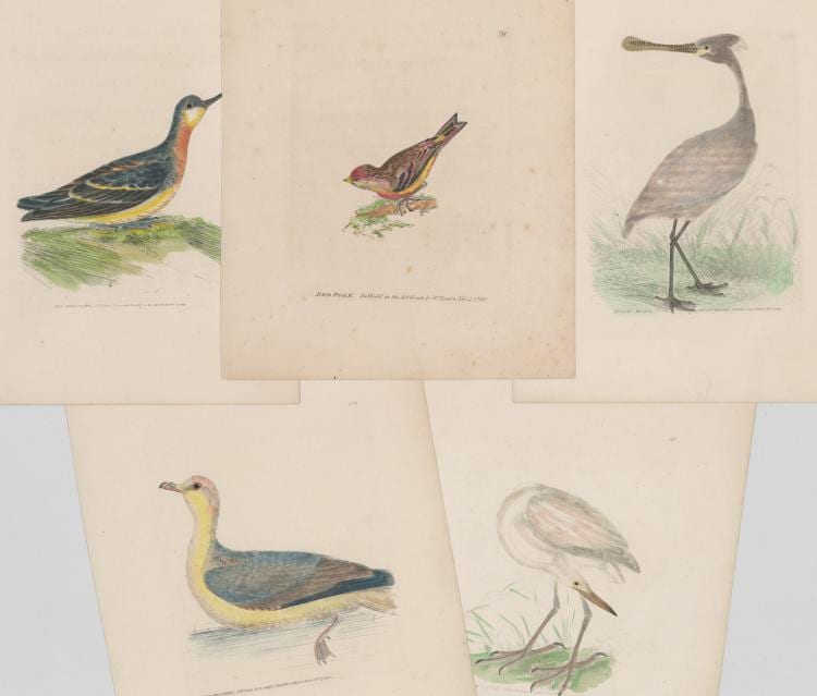 William Lewin comparable auction result: william lewin 1747 1795 colored prints
