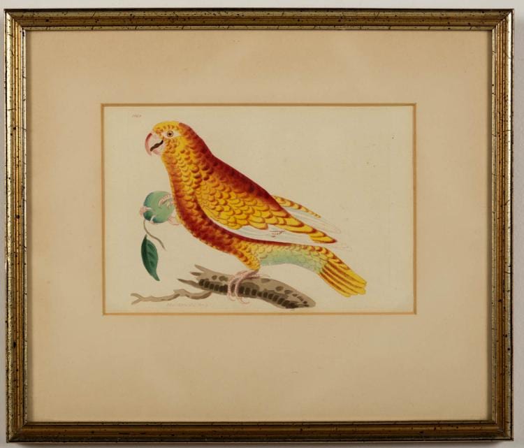 R. P. Nodder comparable auction result: richard polydore nodder british active 1795 1820 ornithological engraving