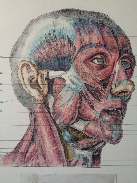Allen Wolf comparable auction result: allen wolf original medical anatomy illustration