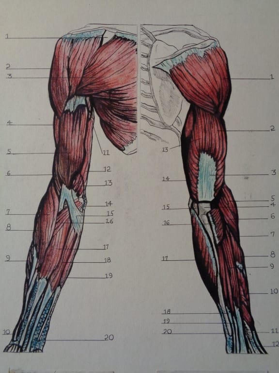 Allen Wolf comparable auction result: allen wolf original medical anatomy illustration