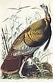 AUDUBON, John James (1785-1851). The Birds of America; from Original Drawings. London: Published by the Author, 1827-1838. comparable sale
