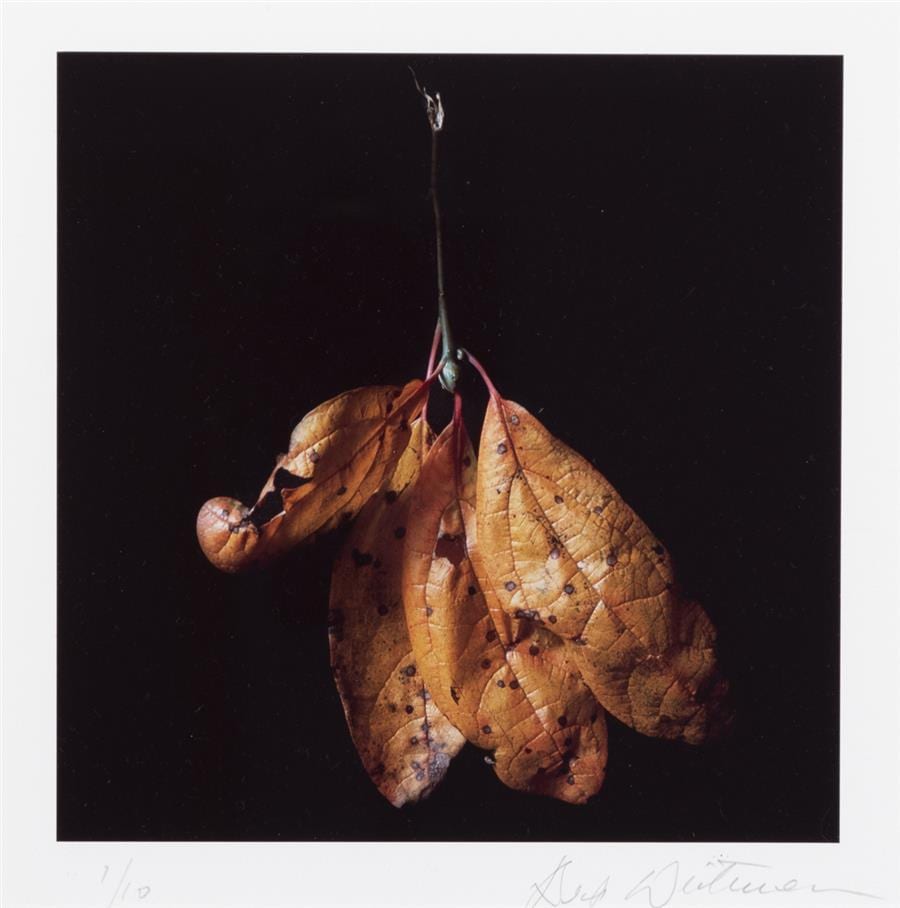 Herb Weitman comparable auction result: herb weitman st louis three leaf studies color photographs edition 1 10 8 x 8 inches