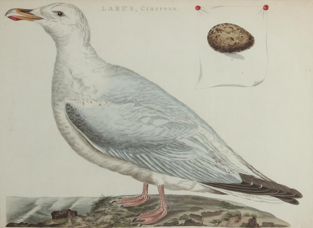 Cornelius Nozeman comparable auction result: 2 cornelius nozeman hc engravings larus cinereus and alca arctica
