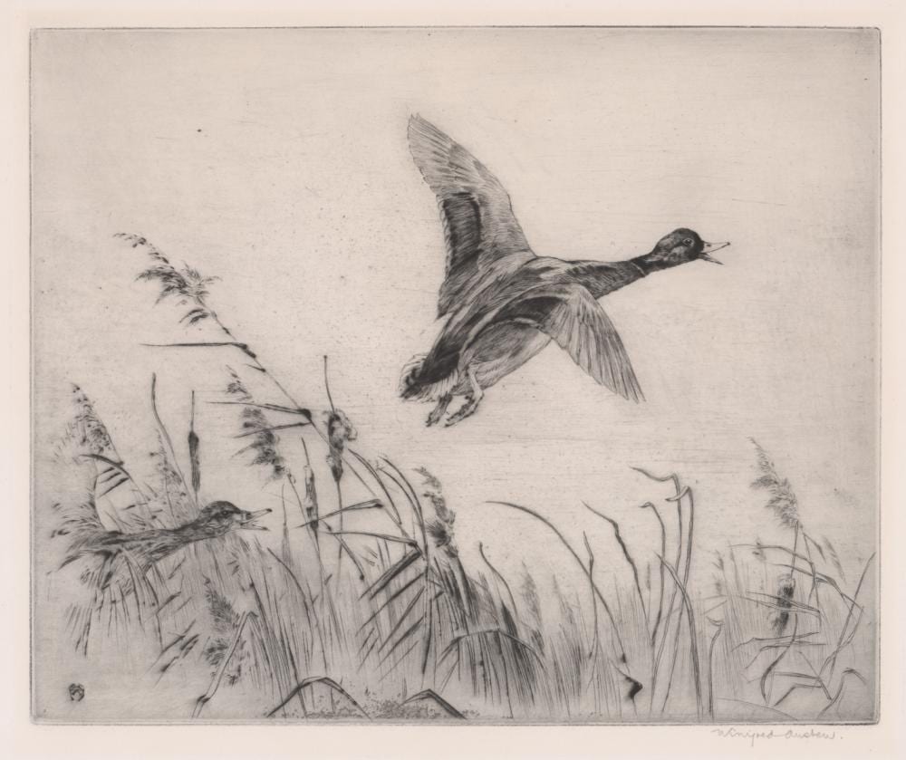 Winifred Marie Louise Austen comparable auction result: winifred marie louise austen 1876 1964 etching