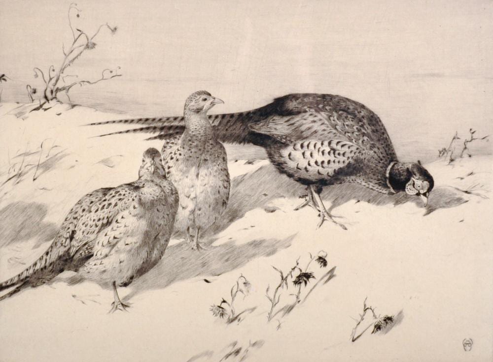 Winifred Marie Louise Austen comparable auction result: winifred marie louise austen 1876 1964 british pheasants in the snow etching signed in pencil 7 5 x 10