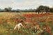 Alexander M. Rossi comparable auction result: alexander m rossi fl 1870 1903 gathering poppies