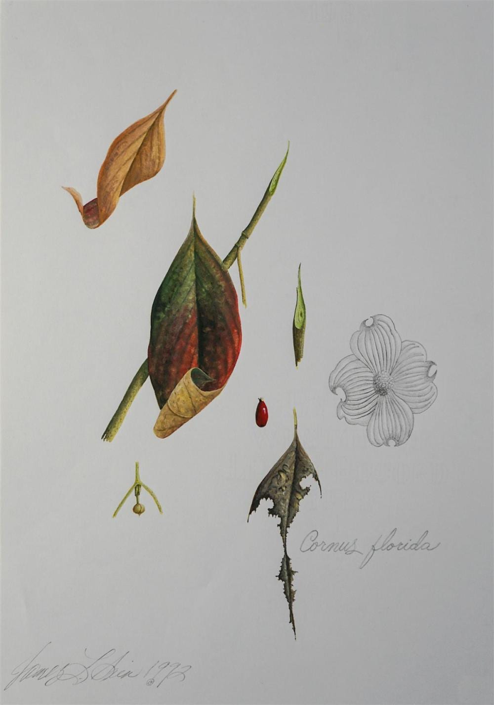 james linton sain american 1936 2000 group of four botanical studies each watercolor and graphite on paper 16 1 2 x 11 1 2 in · Potomack Company · 2019-02-02 James Linton Sain comparable auction result: james linton sain american 1936 2000 group of four botanical studies each watercolor and graphite on paper 16 1 2 x 11 1 2 in