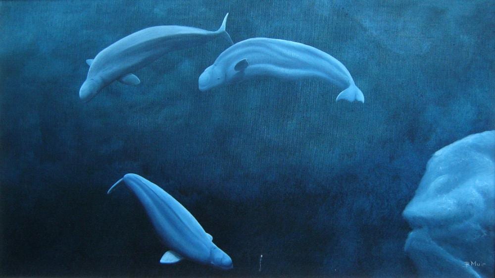 Bruce Muir comparable auction result: bruce muir belugas