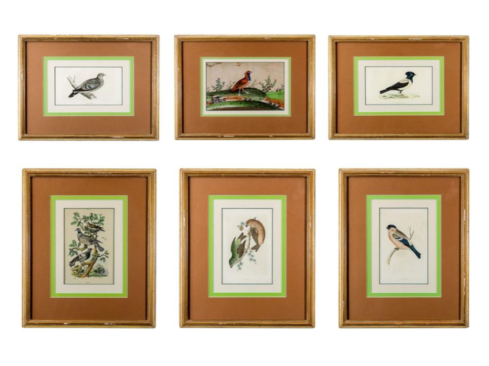 Edward Donovan comparable auction result: edward donovan 1768 1837 five bird engravings and one bird watercolor