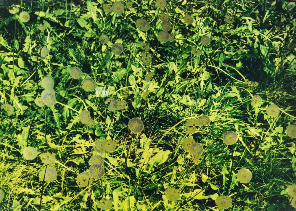 Anya Gallaccio comparable auction result: anya gallaccio b 1963 dandelion