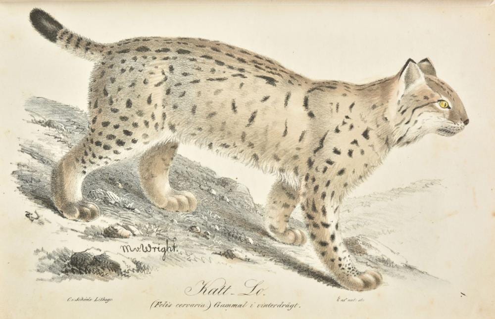 Maj Arnell comparable auction result: nilsson sven illuminerader figurer till skandinaviens fauna 1832 40