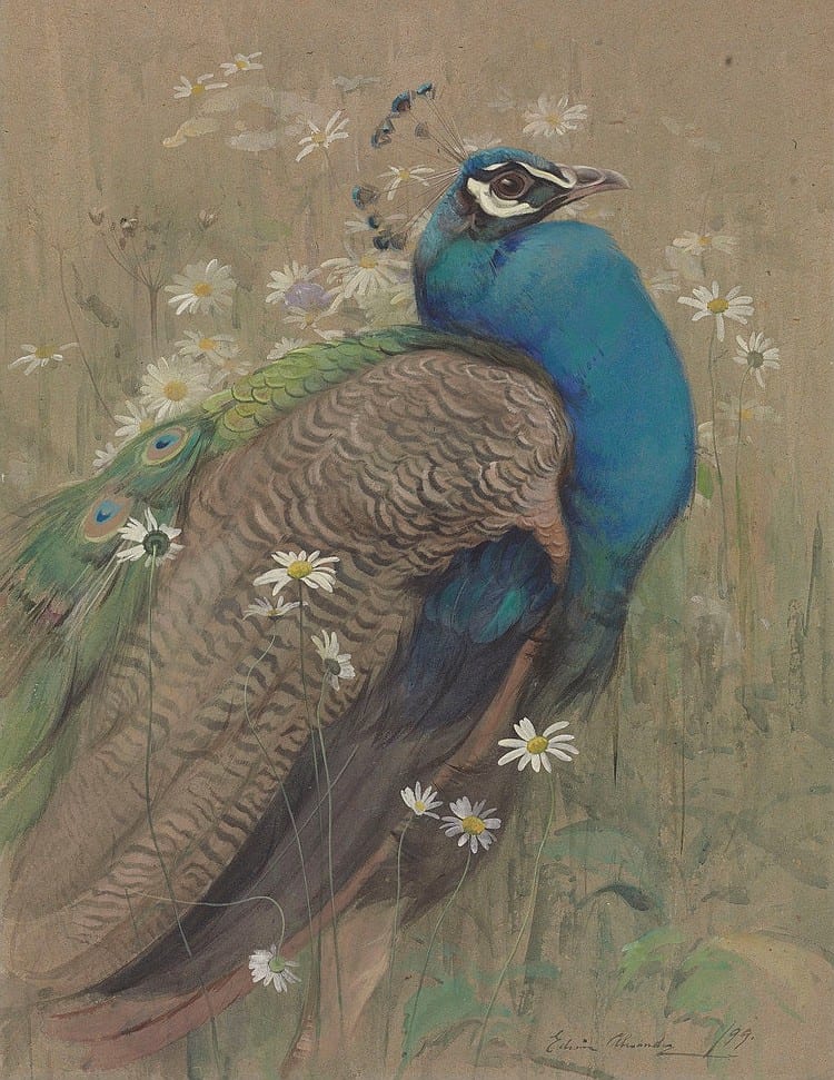 Edwin John Alexander comparable auction result: edwin john alexander 1870 1926 a peacock and marguerites pencil watercolour and bodycolour on buff oatmeal paper 27 3 8 x 21 in 69 6 x 53 4 cm