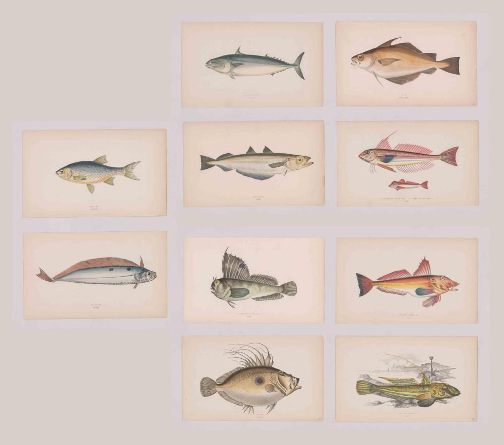 jonathan couch lithographs fish · Grant Zahajko Auctions, LLC · 2019-08-22 Jonathan Couch comparable auction result: jonathan couch lithographs fish
