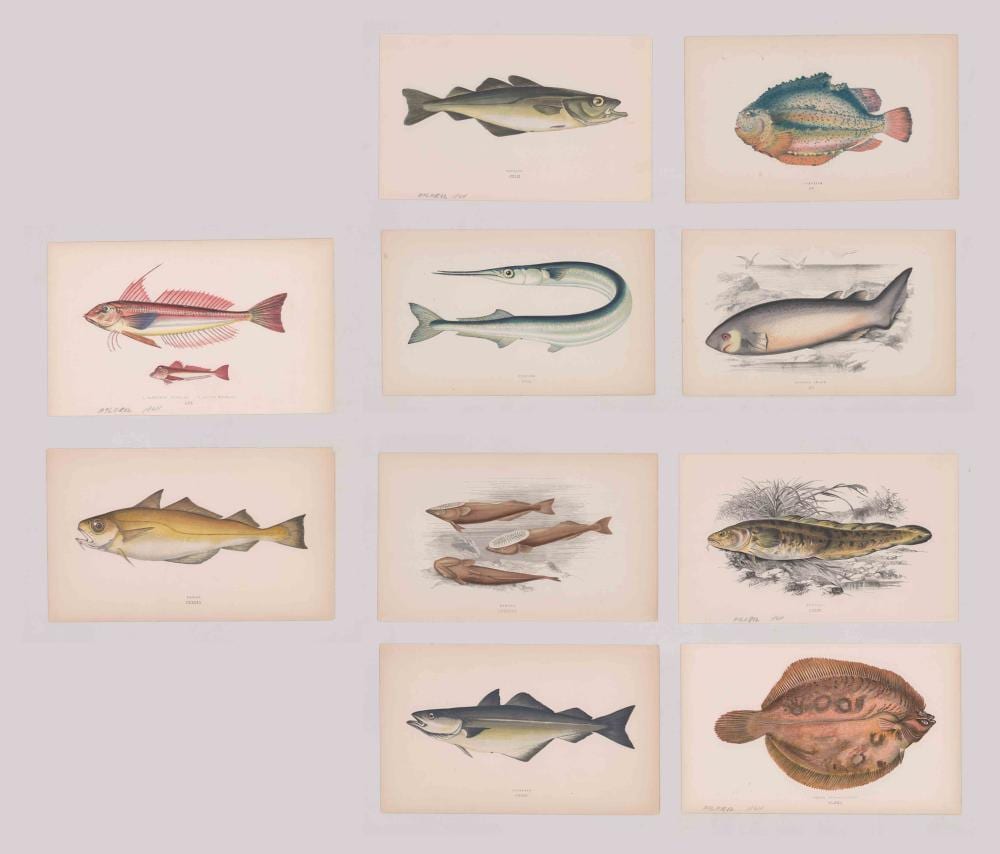 jonathan couch lithographs fish · Grant Zahajko Auctions, LLC · 2019-08-22 Jonathan Couch comparable auction result: jonathan couch lithographs fish