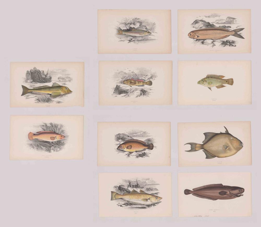 jonathan couch lithographs fish · Grant Zahajko Auctions, LLC · 2019-08-22 Jonathan Couch comparable auction result: jonathan couch lithographs fish