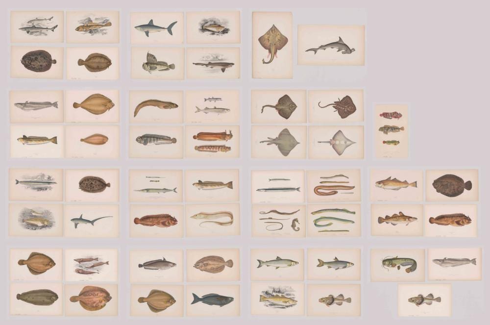 jonathan couch prints fish · Grant Zahajko Auctions, LLC · 2019-08-22 Jonathan Couch comparable auction result: jonathan couch prints fish