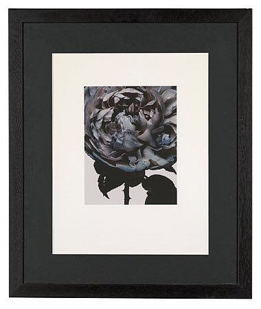 Nick Knight comparable auction result: nick knight british b 1958 christmas rose 2006 hand coated pigment print image 11 x 9 1 8 in 29 3 x 23 3 cm 4