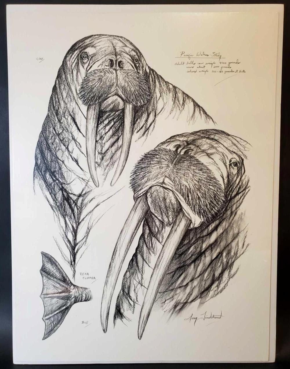 doug lindstrand original field style sketch of walruses · Alaska Premier Auctions & Appraisals · 2019-08-30 Doug Lindstrand comparable auction result: doug lindstrand original field style sketch of walruses