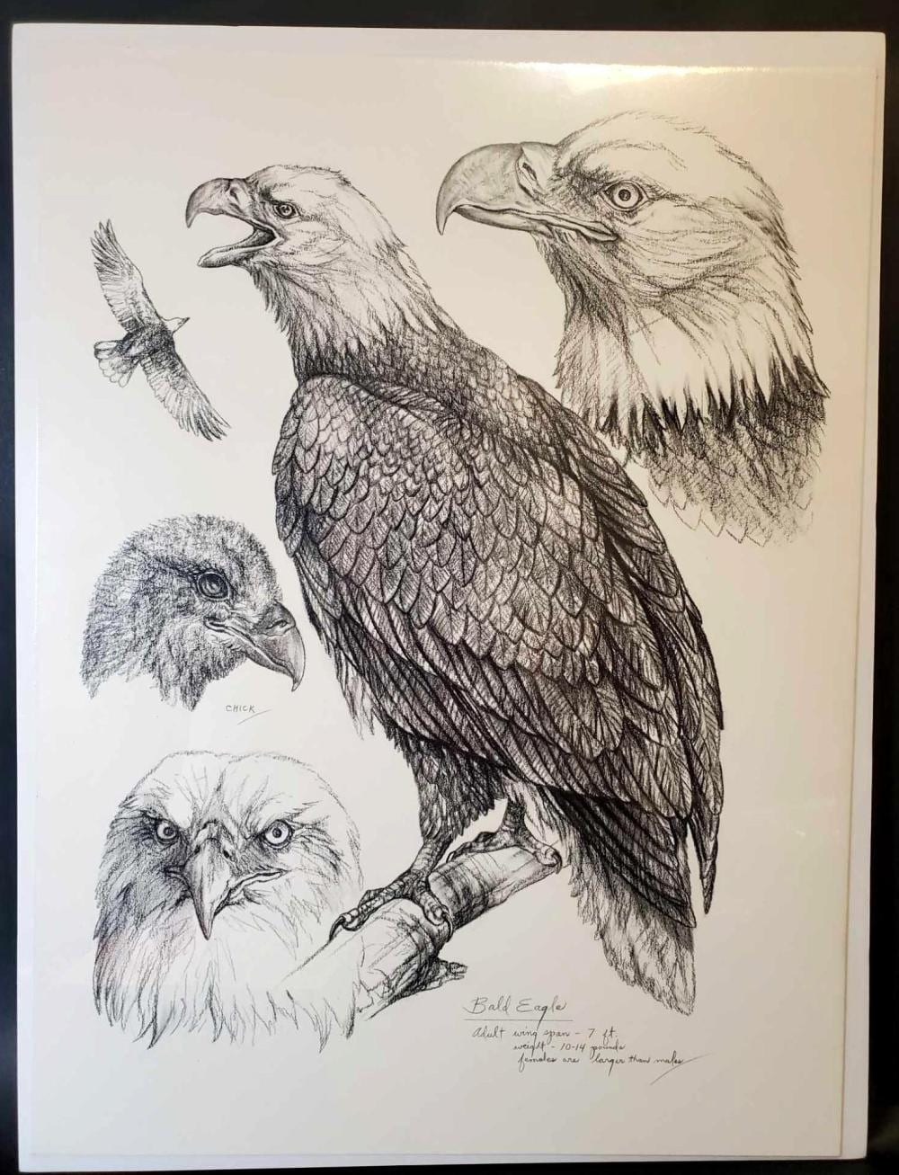 doug lindstrand original field style sketch of eagle · Alaska Premier Auctions & Appraisals · 2019-08-30 Doug Lindstrand comparable auction result: doug lindstrand original field style sketch of eagle