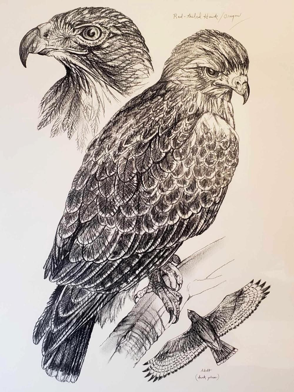doug lindstrand original field style sketch of red tailed hawk · Alaska Premier Auctions & Appraisals · 2019-08-30 Doug Lindstrand comparable auction result: doug lindstrand original field style sketch of red tailed hawk