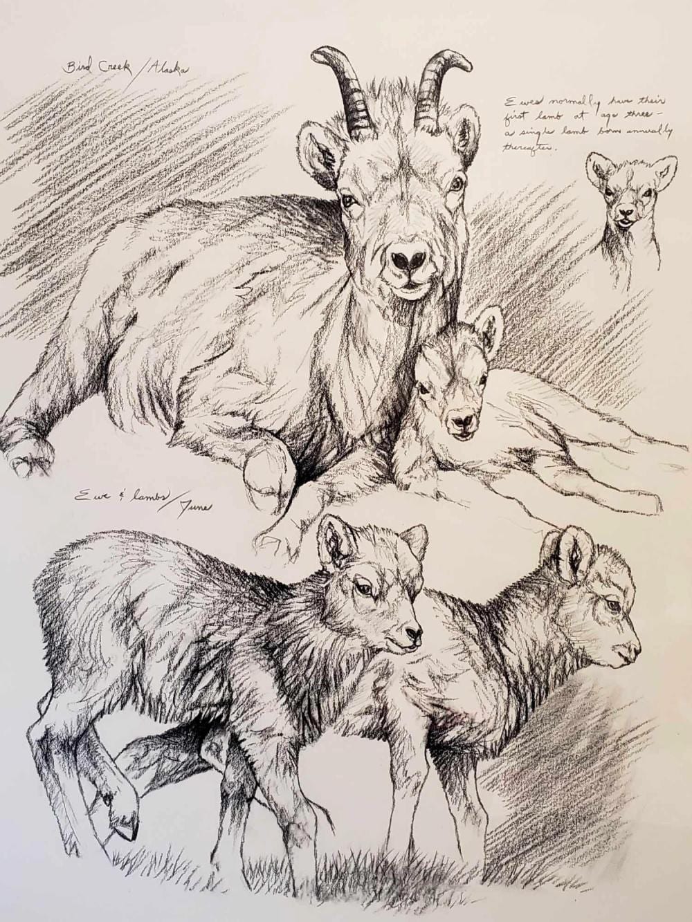 doug lindstrand original field style sketch of dall sheep · Alaska Premier Auctions & Appraisals · 2019-08-30 Doug Lindstrand comparable auction result: doug lindstrand original field style sketch of dall sheep
