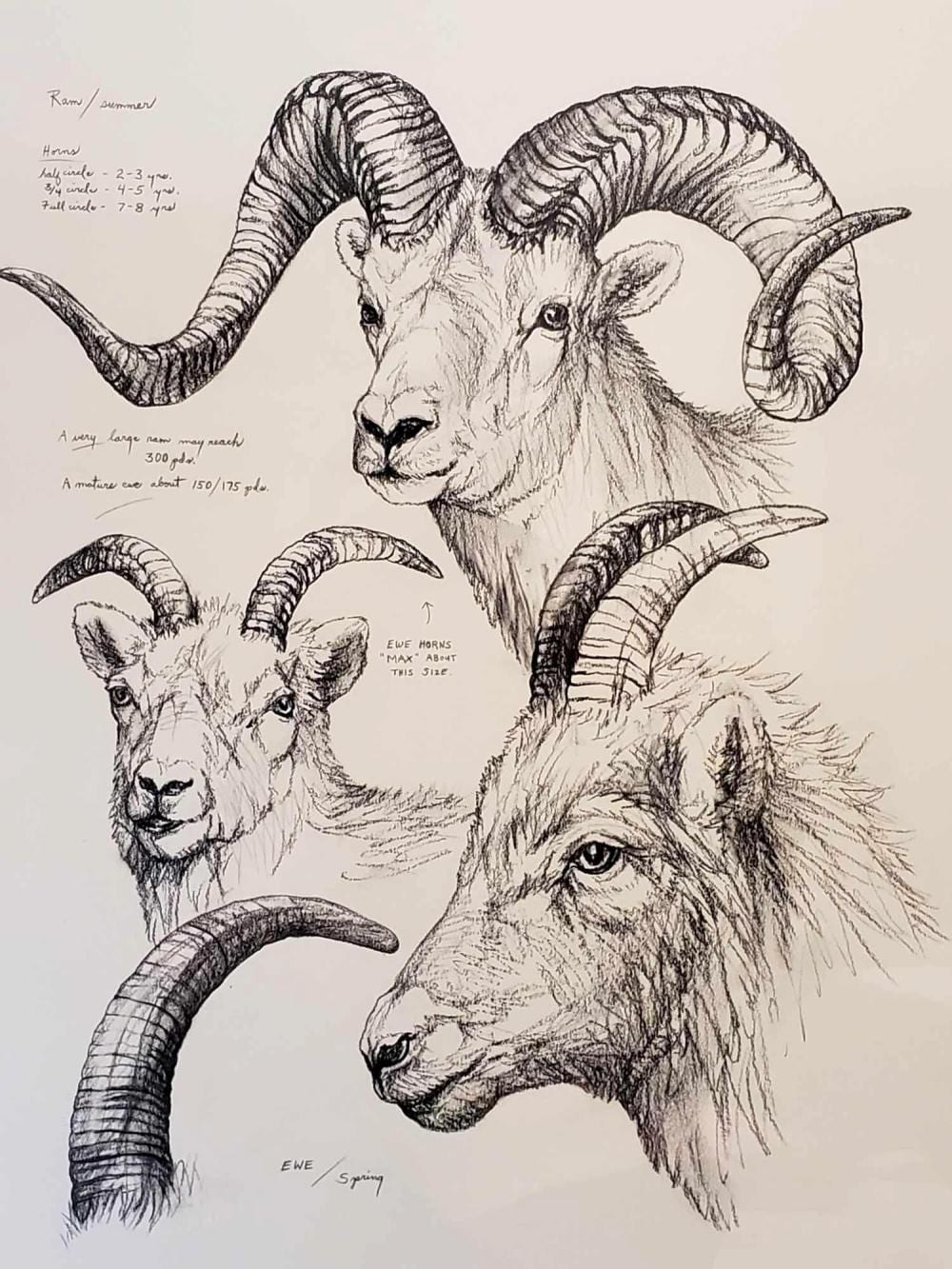 doug lindstrand original field style sketch of dall sheep · Alaska Premier Auctions & Appraisals · 2019-08-30 Doug Lindstrand comparable auction result: doug lindstrand original field style sketch of dall sheep