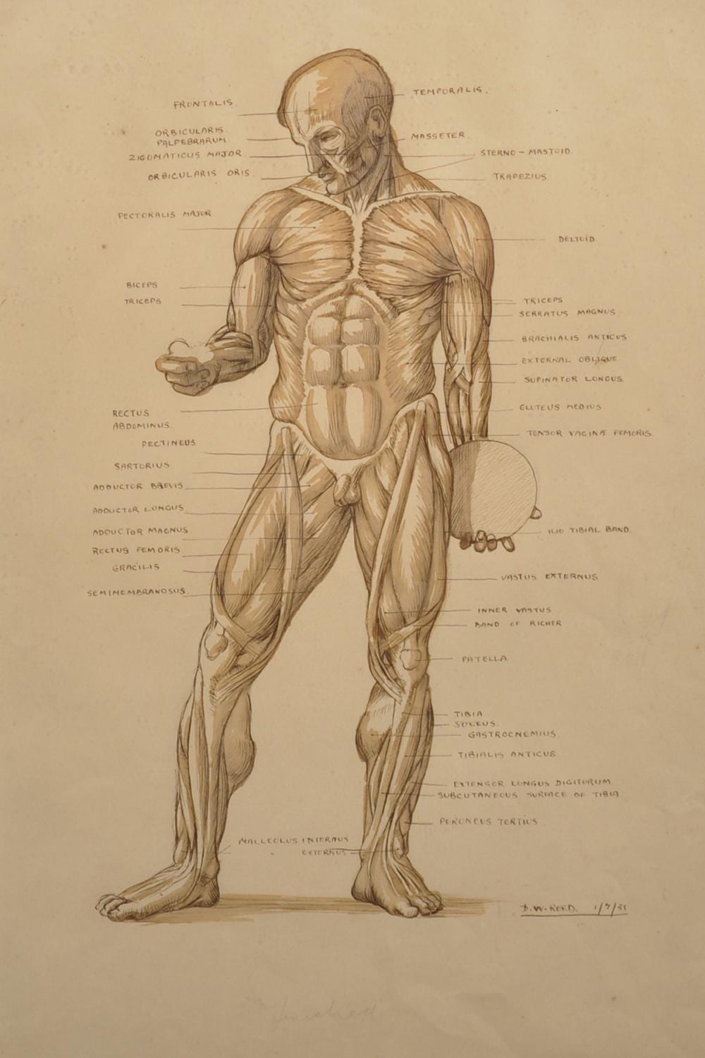 Denis William Reed comparable auction result: denis william reed 1917 1979 british an anatomical study of a naked man watercolour and ink signed and dated 1 7 35