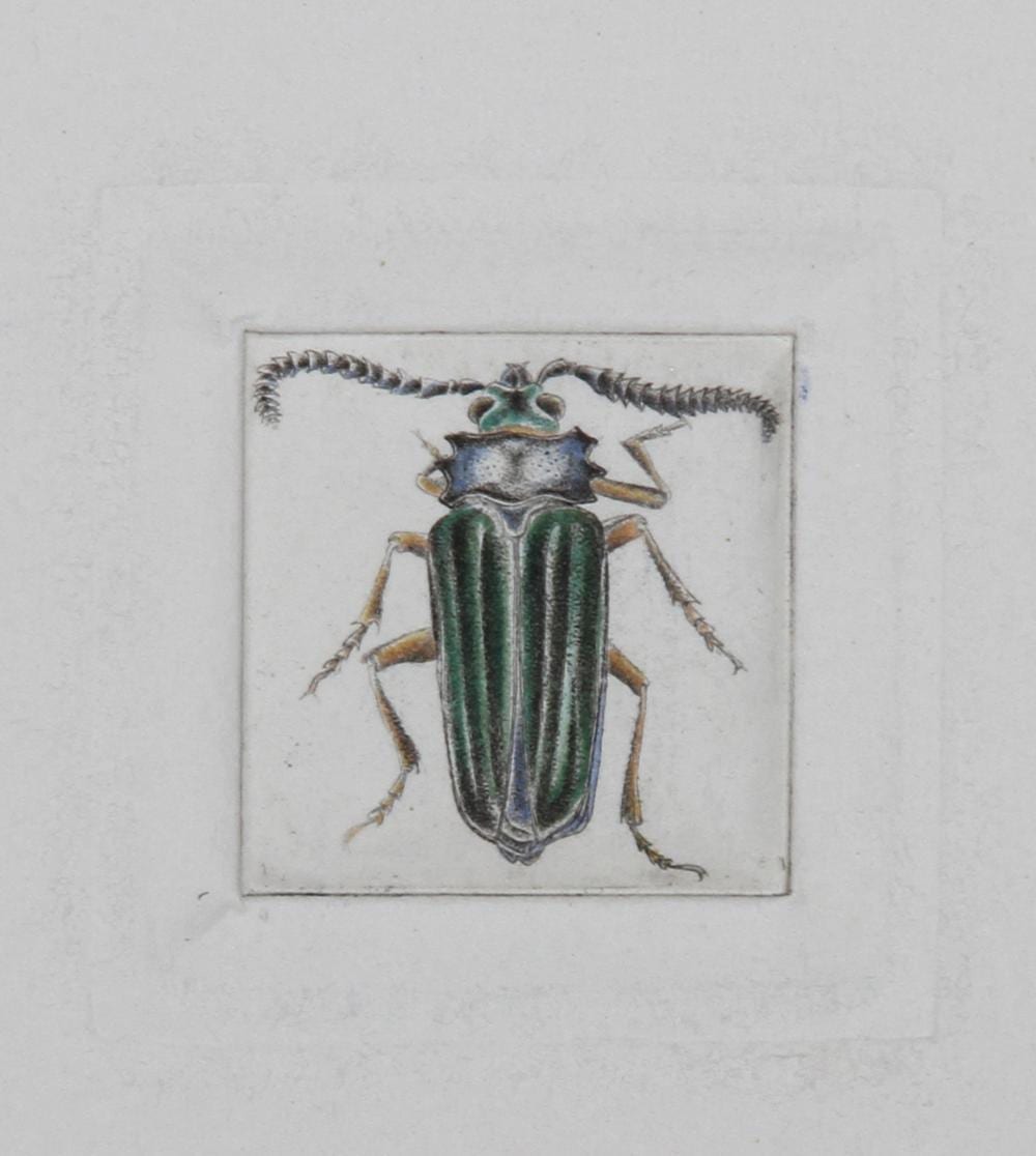 Rimer Angel Cardillo comparable auction result: rimer cardillo escarabajo de southern hills aquatint etching