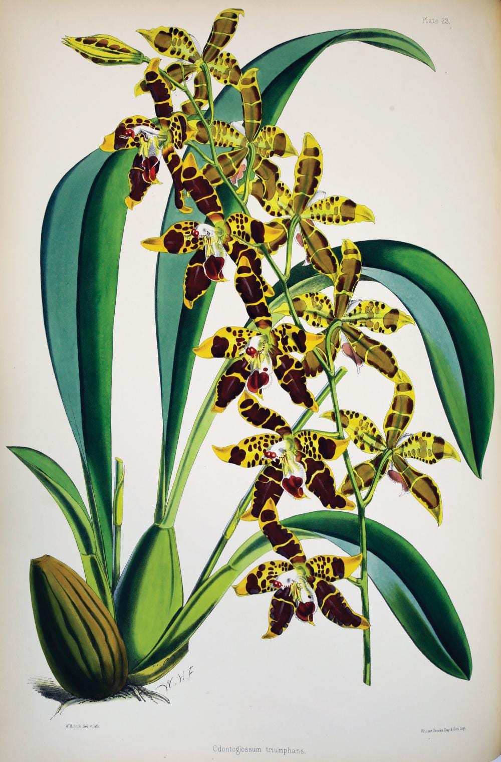 Color botanical plate showing an orchid-like plant with multiple maroon and yellow spotted blossoms and green leaves, on a white page.