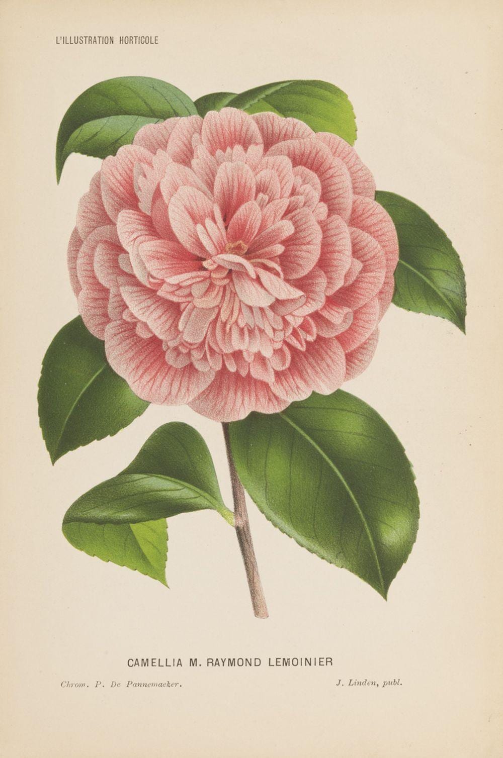 Charles Lemaire comparable auction result: charles lemaire l illustration horticole journal sp