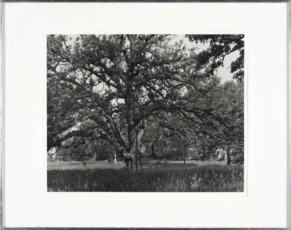 Valdir Cruz comparable auction result: valdir cruz brazilian american b 1954 trees black white photopgraph on paper