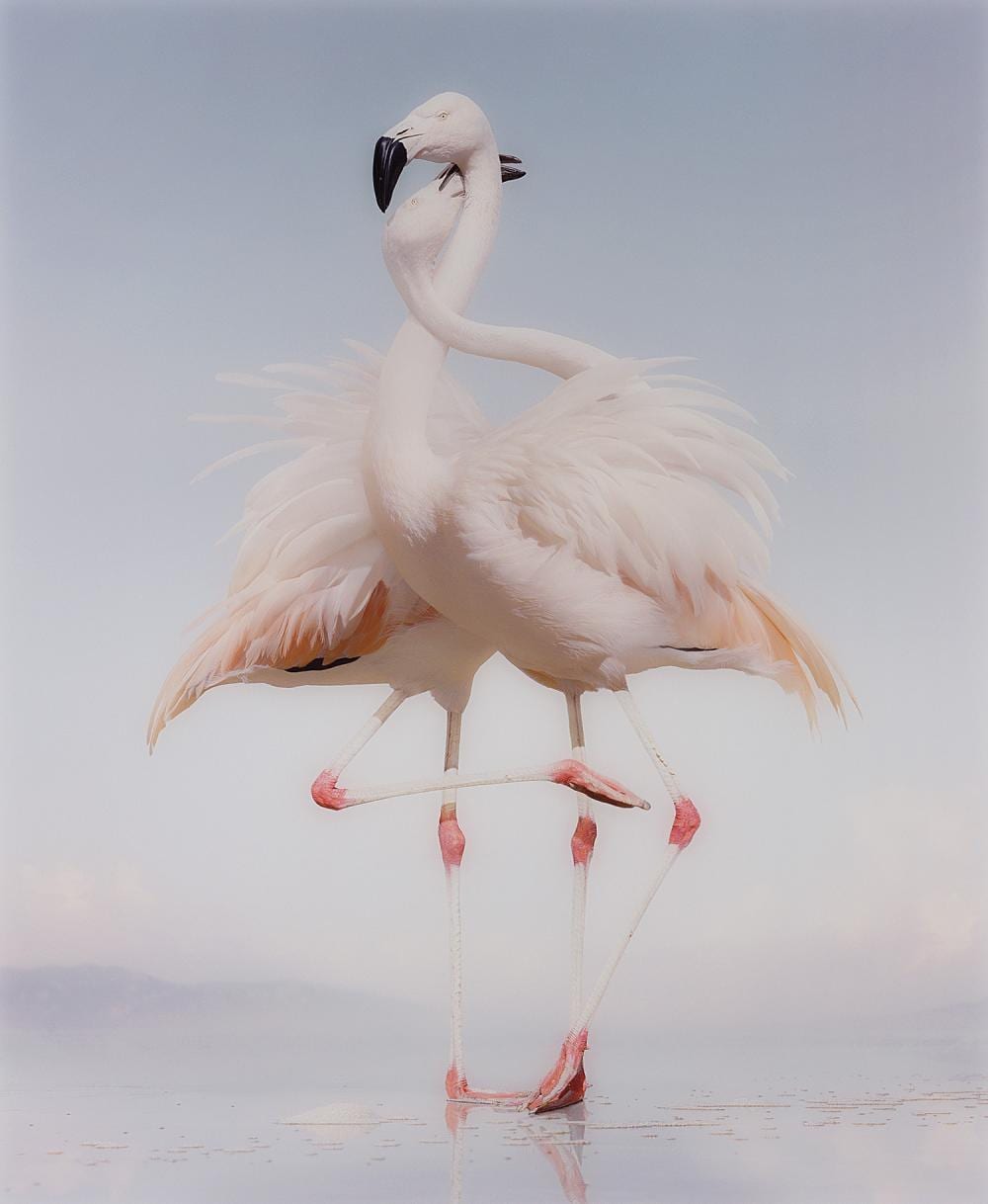 Simen Johan comparable auction result: simen johan untitled 163 from until the kingdom comes 2011