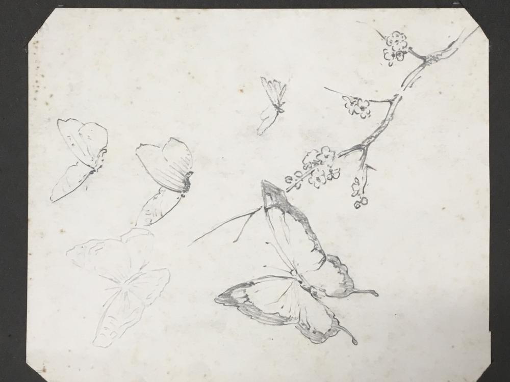 Henry George Moon comparable auction result: henry george moon 1857 1905 british study of butterflies near blossom pencil unframed 8 x 6 5 together with twenty seven other works by the artist various sizes