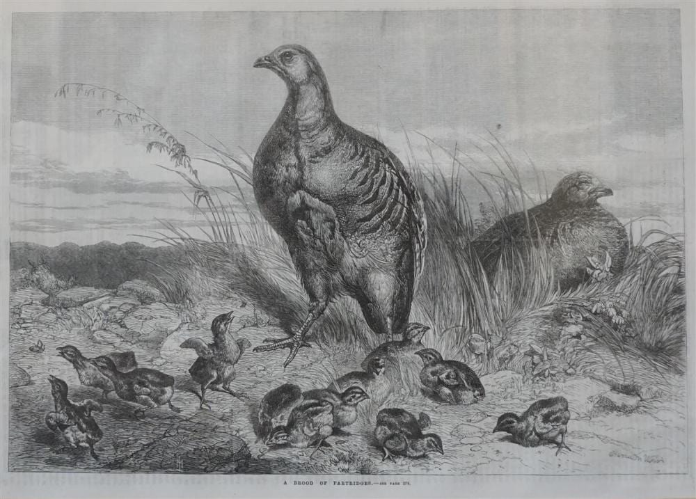 Harrison William Weir comparable auction result: harrison william weir british 1824 1906 a brood of partridges lithograph 10 1 4 x 14 1 2 in sight