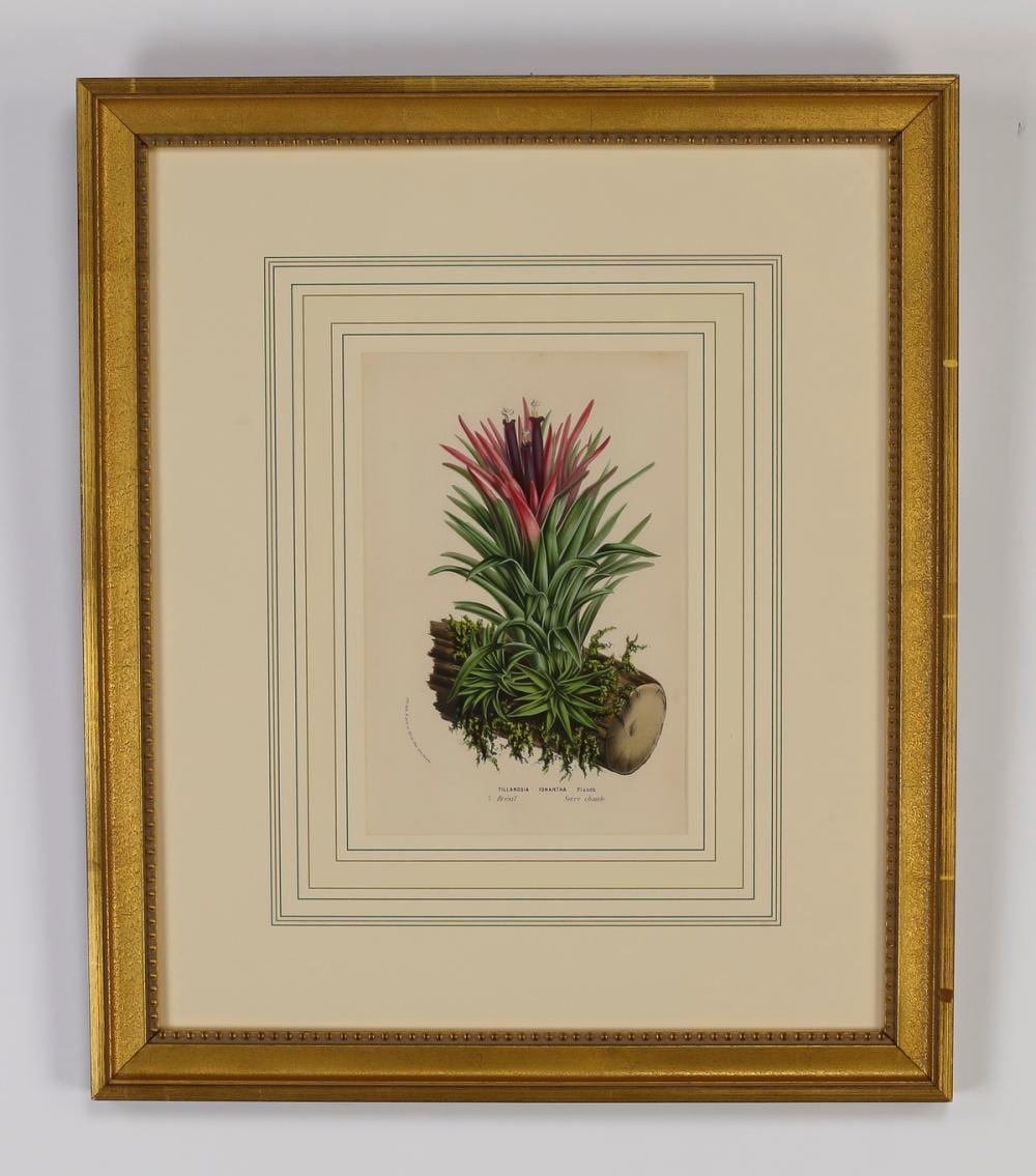 Louis Van Houtte comparable auction result: 6 19th c belgian botanical lithographs