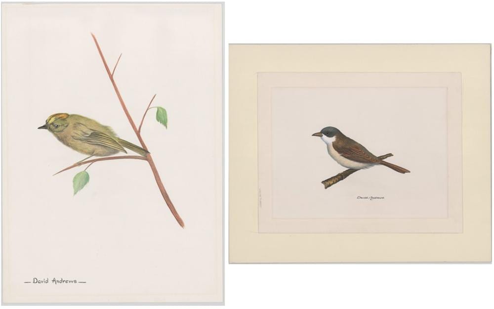 David Andrews comparable auction result: david andrews watercolor lithograph birds