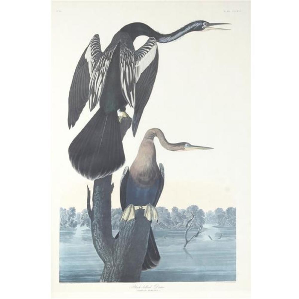 John James Audubon (American, 1785-1851) LARGE SCALE lithograph print AFTER the etching, 'Black-bellied Darter,' No. 64, plate 316. sold by Ripley Auctions, lot 85 — auction record photograph