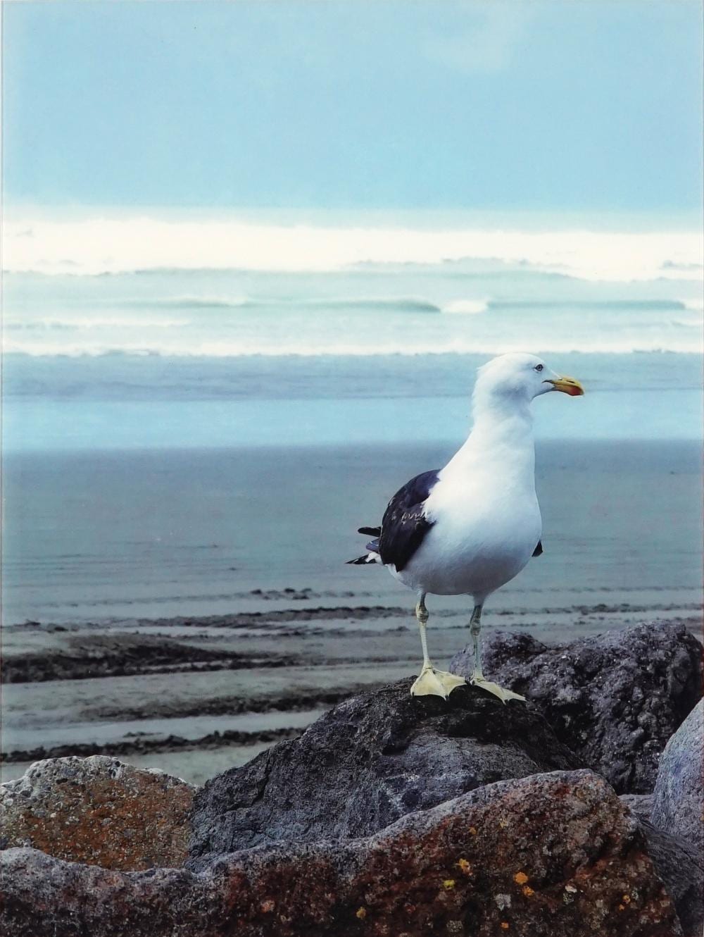 Eddi Kewley comparable auction result: eddi kewley waiting 81 x 61cm