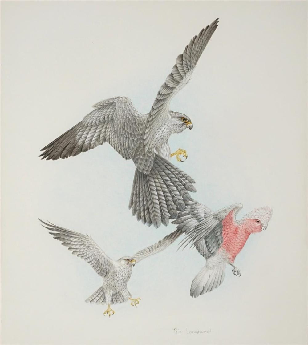 Peter Longhurst comparable auction result: peter longhurst 1922 grey falcons pink galah 40 5 x 37 cm