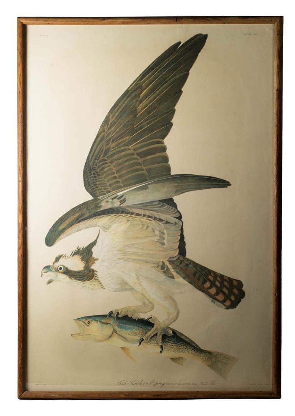 Audubon print - Fish Hawk or Osprey sold by Willis Henry Auctions Inc., lot 230 — auction record photograph