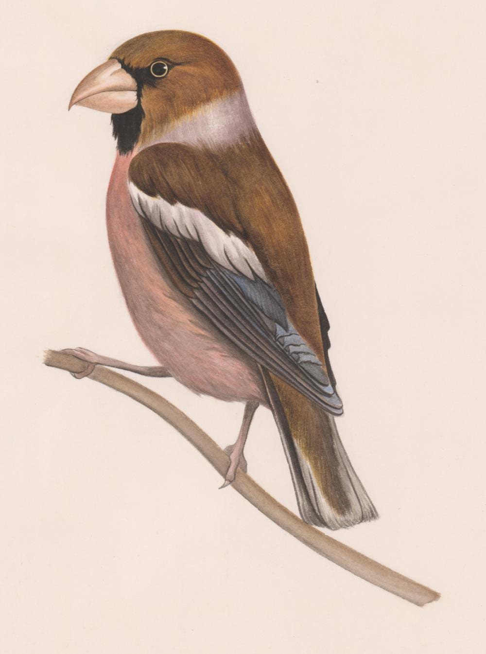 David Andrews comparable auction result: david andrews original watercolor hawfinch